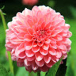 Meet your Posher, Alison